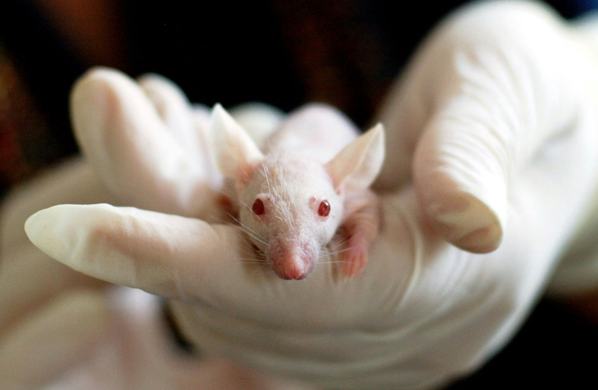 Animal testing blog cover