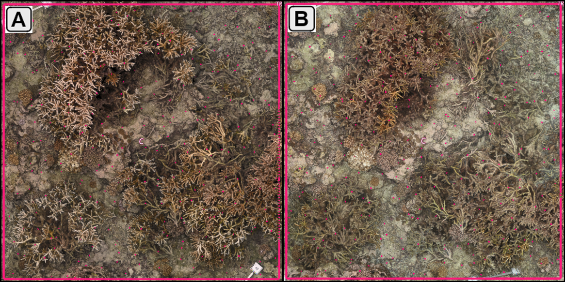 Orthophotos of a representative transplant plot at peak coral cover in October 2023 (A) and post-bleaching in February 2024 (B)