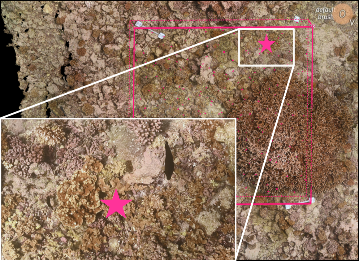 Virtual Point Intercept analysis on a 3D photogrammetry model